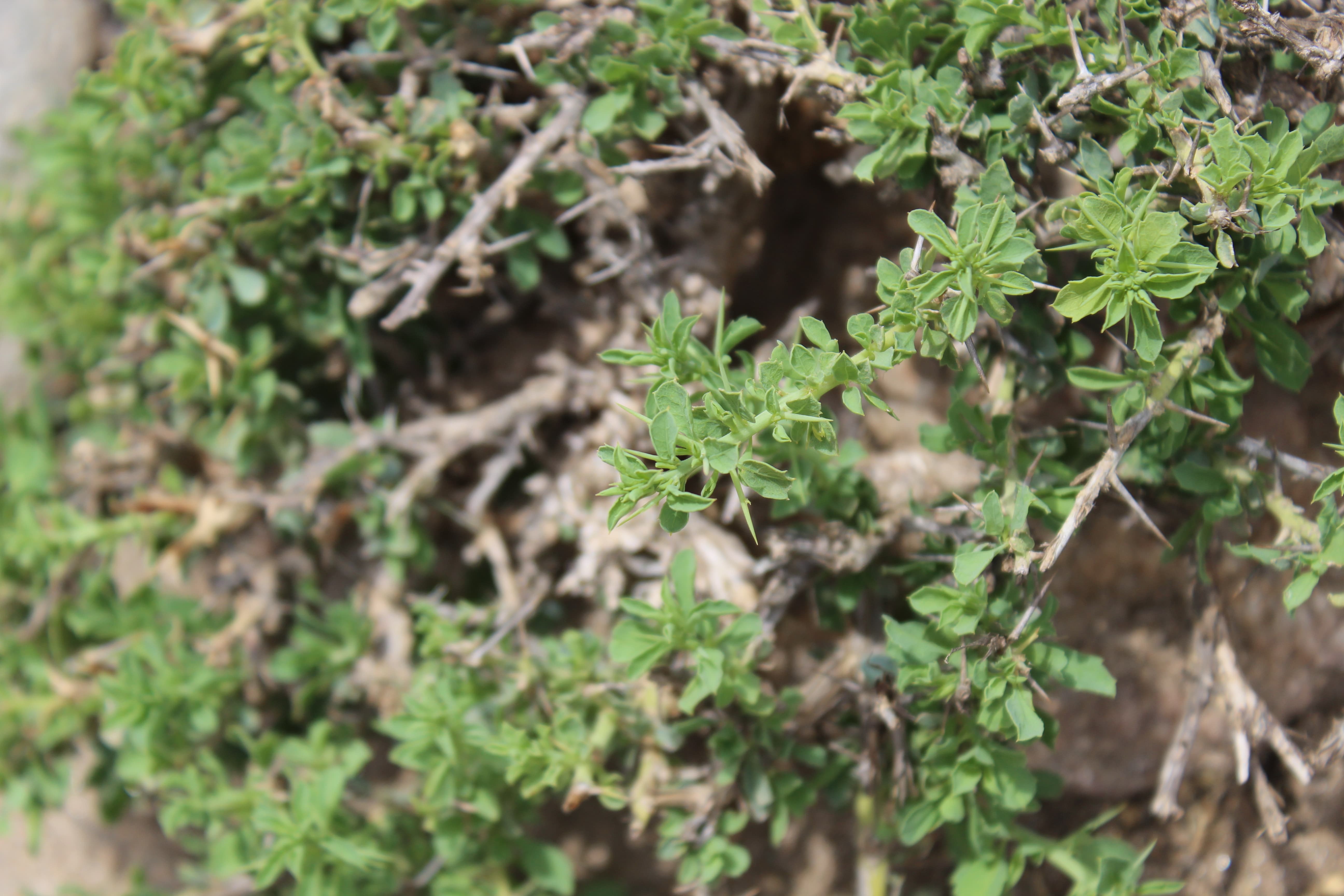 Plant Image